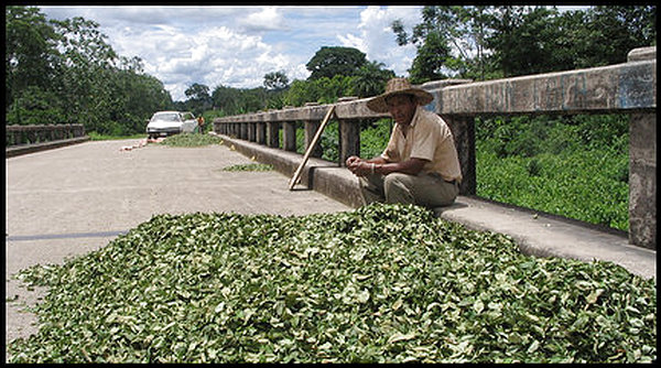 Bolivian coca leaves